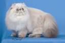 GC Countrygal Majestic of Cherrybirdie - Blue Lynx Point Himalayan