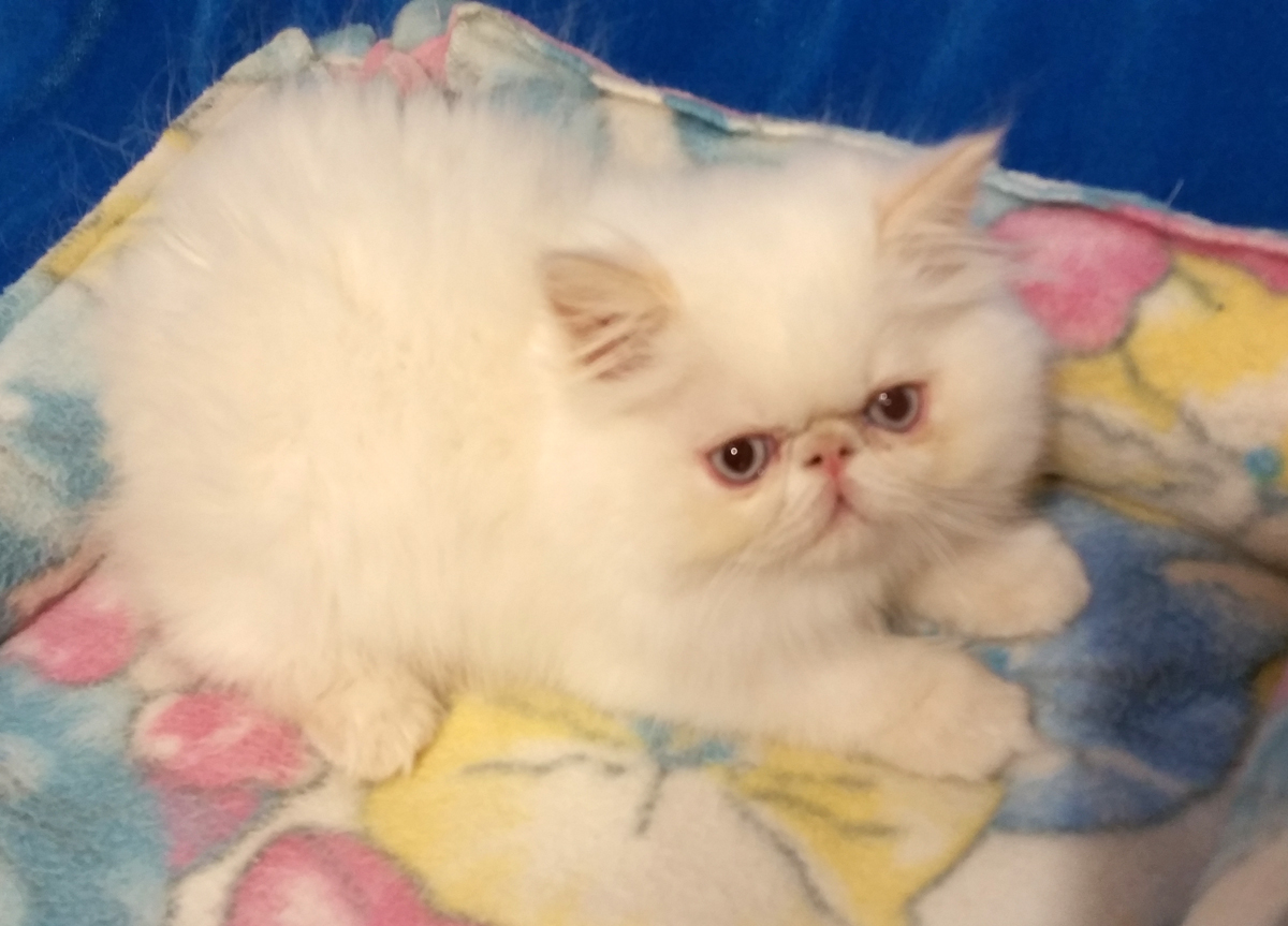 Male: 11 week old cream point himalayan kitten