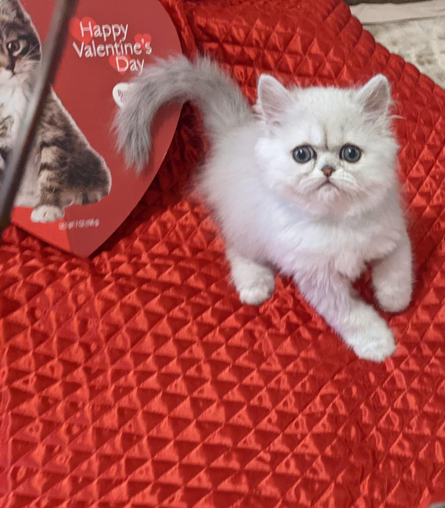 Silver Persian Kitten