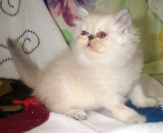 Blue Lynx Himalayan Female Kitten