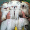 Available Himalayan Kittens