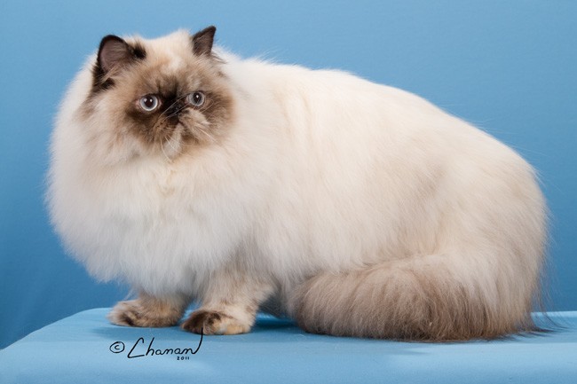 Sweetheart - Tortie Point Himalayan