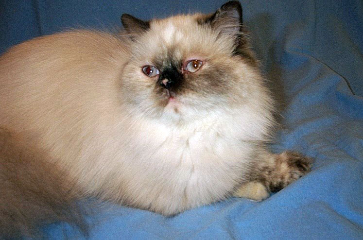 Zsa Zsa - Tortie Point Himalayan