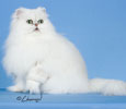 Amazing Grace - Shaded Silver Persian