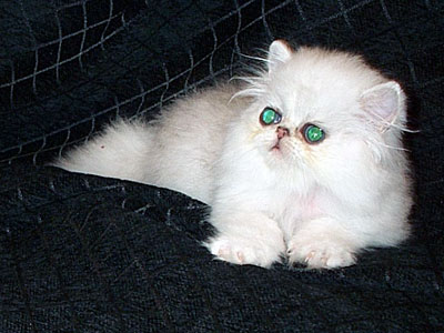 Chinchilla Silver Persian