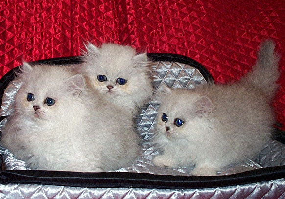 Silver Persian Kittens