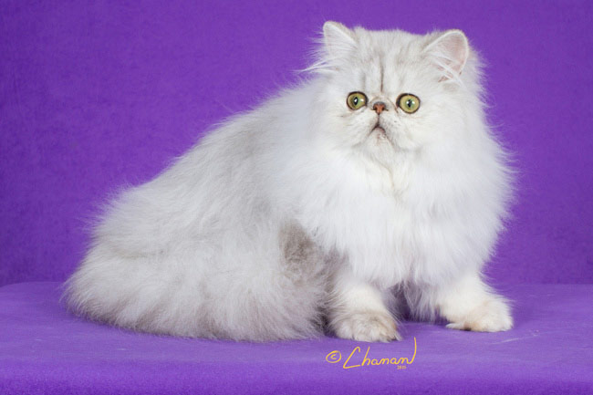 Brettachtal Bounty  - Shaded Silver Persian