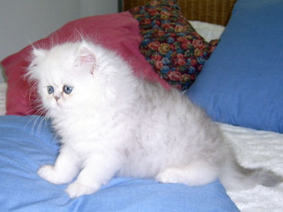 Diamond - Shaded Silver Persian