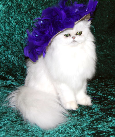 Chinchilla Silver Persian Posing as Mae West