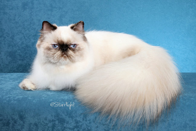 himalayan female cat